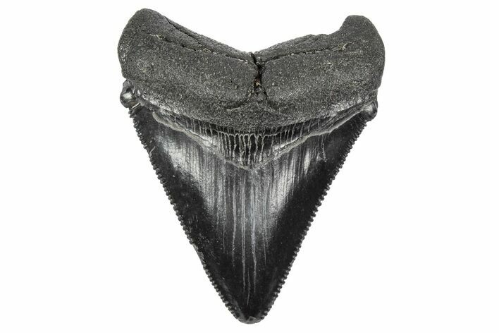 Serrated, Juvenile Megalodon Tooth - South Carolina #340516